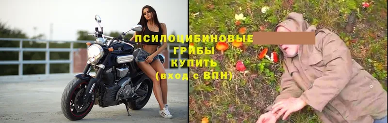 Псилоцибиновые грибы GOLDEN TEACHER  Дмитриев 